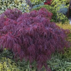Érable Du Japon - Acer Palmatum Crimson Queen