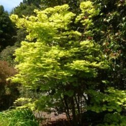 Érable Du Japon - Acer Shirasawanum Aureum