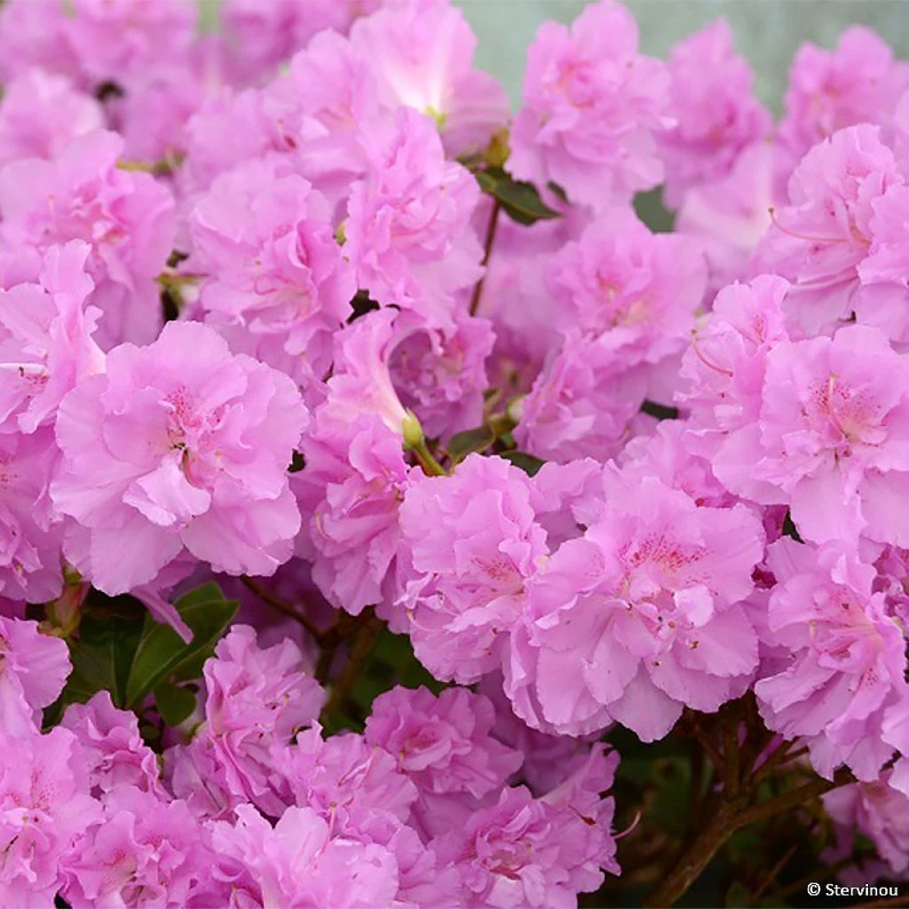 Azalée Du Japon Elsie Lee - Rhododendron Hybride