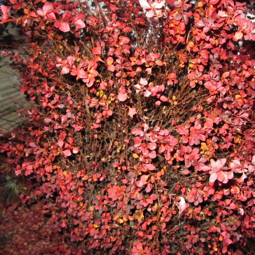 Berberis Thunbergii Fireball - Epine-vinette
