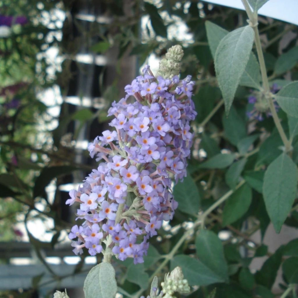 Buddleia Lochinch - Arbre Aux Papillons