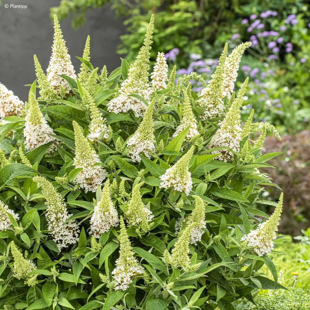 Buddleja Davidii Butterfly Candy Little White - Arbre Aux Papillons Nain