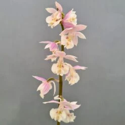 Calanthe Pink & Cream - Orchidée Vivace