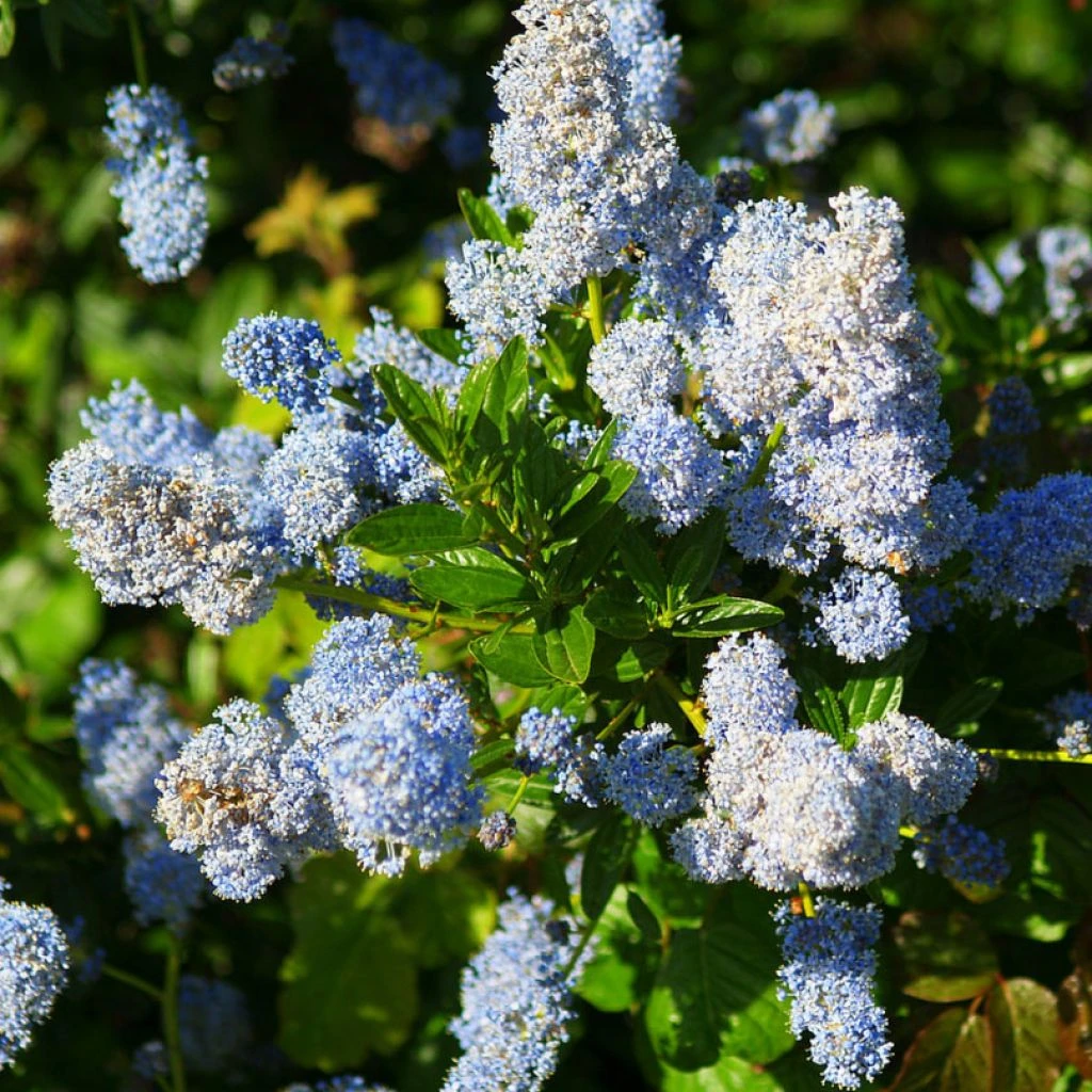 Ceanothus Arboreus Concha - Lilas De Californie
