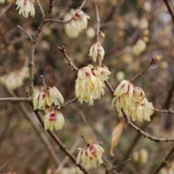 Chimonanthus Praecox Grandiflorus