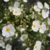 Cistus Monspeliensis - Ciste De Montpellier