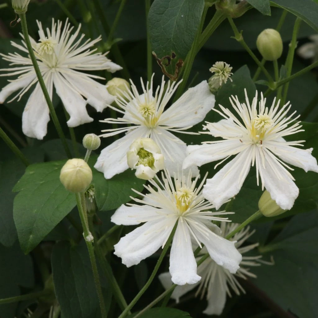Clématite - Clematis Mandshurica