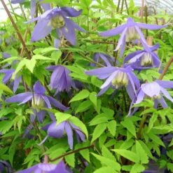 Clématite - Clematis Alpina