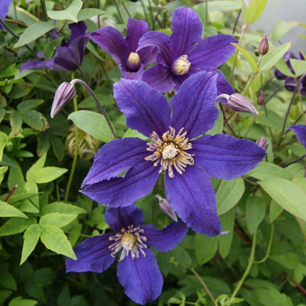 Clématite - Clematis Hudson River
