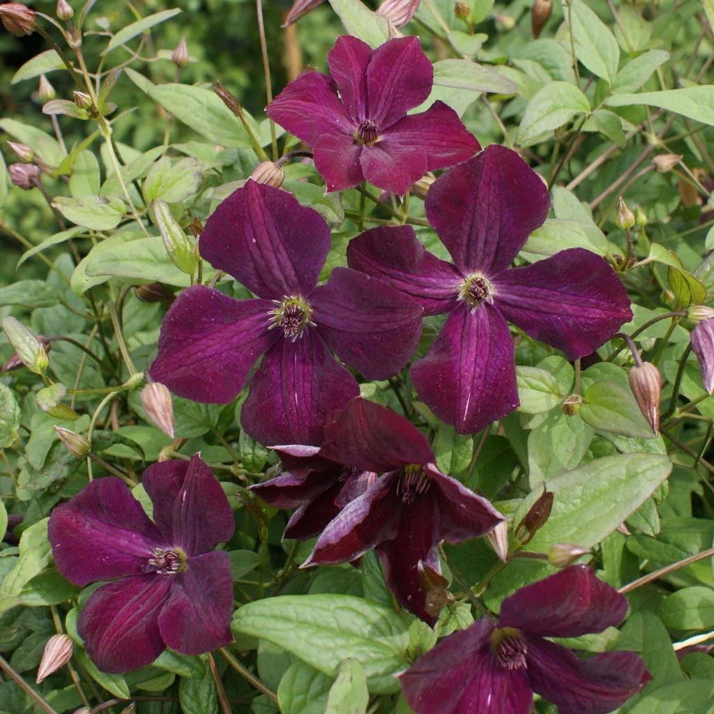 Clématite - Clematis Viticella Royal Velours