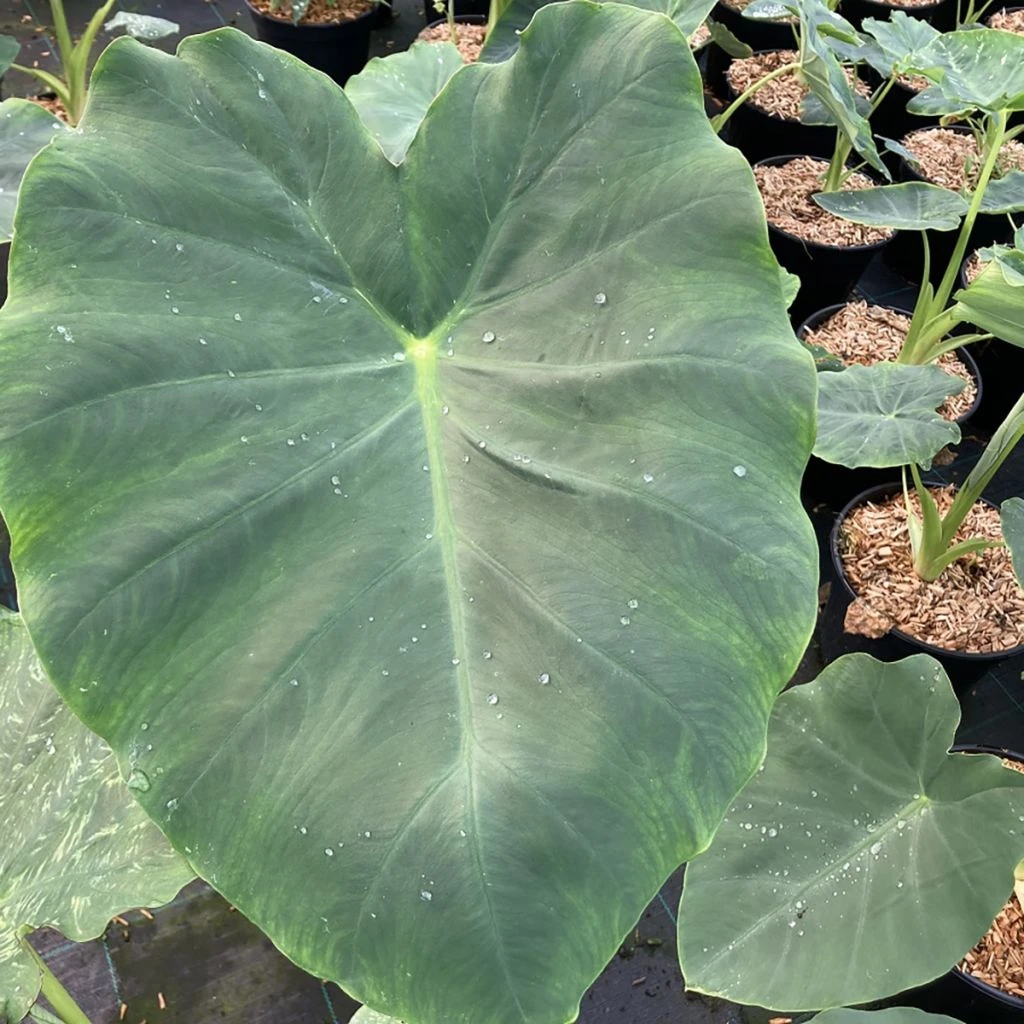 Colocasia Jack's Giant - Oreille D'éléphant