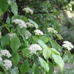 Cornus Alternifolia - Cornouiller à Feuilles Alternes