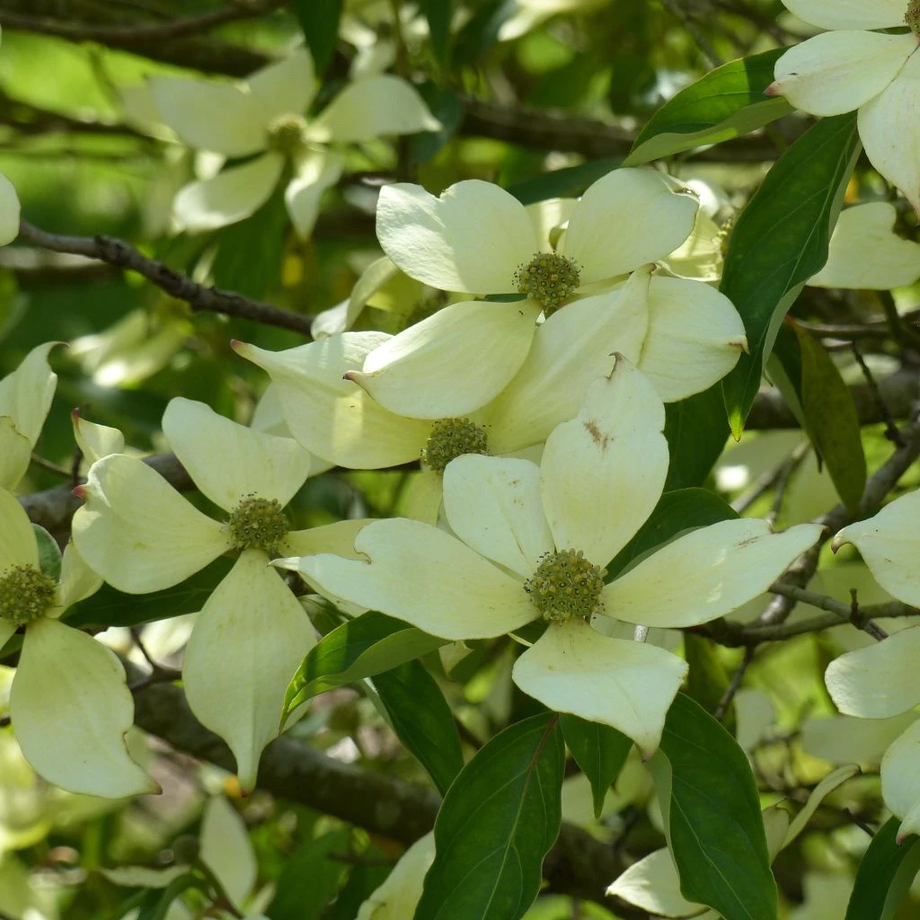 Cornus Capitata - Cornouiller De L'Himalaya