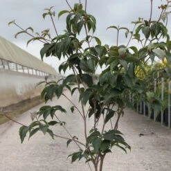 Cornus Kousa Copacabana - Cornouiller Du Japon