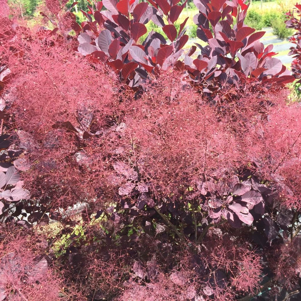 Cotinus Coggygria Winecraft Black - Arbre à Perruque