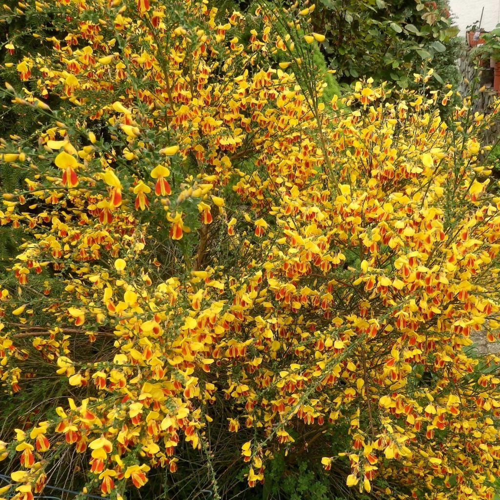 GenĂȘt - Cytisus Scoparius Palette