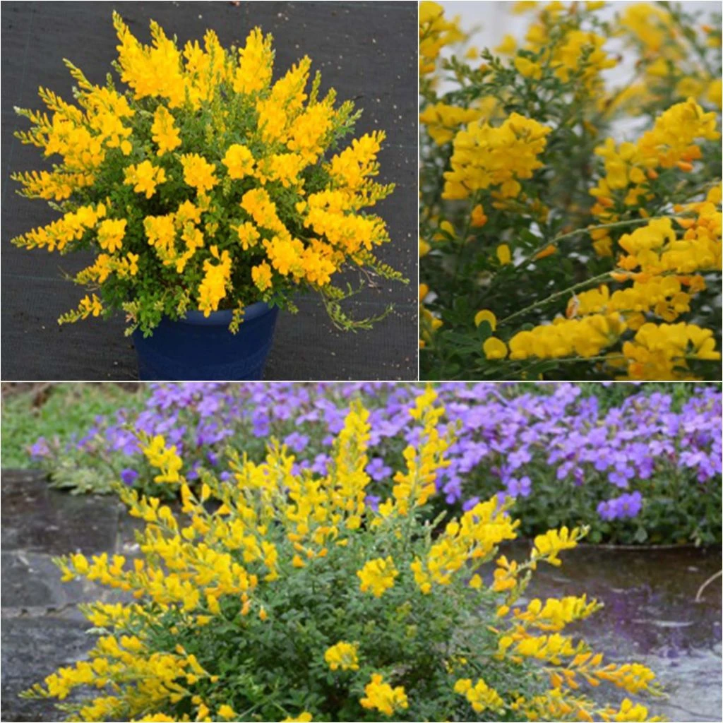 Cytisus Racemosus Phebus - GenĂȘt De Tenerife