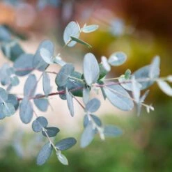 Eucalyptus Gunnii Silverana - Gommier Cidre