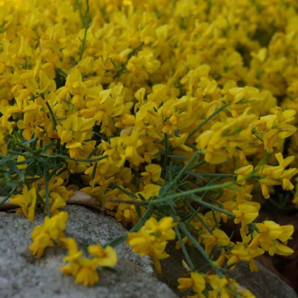 Genista Tinctoria Royal Gold - GenĂȘt Des Teinturiers
