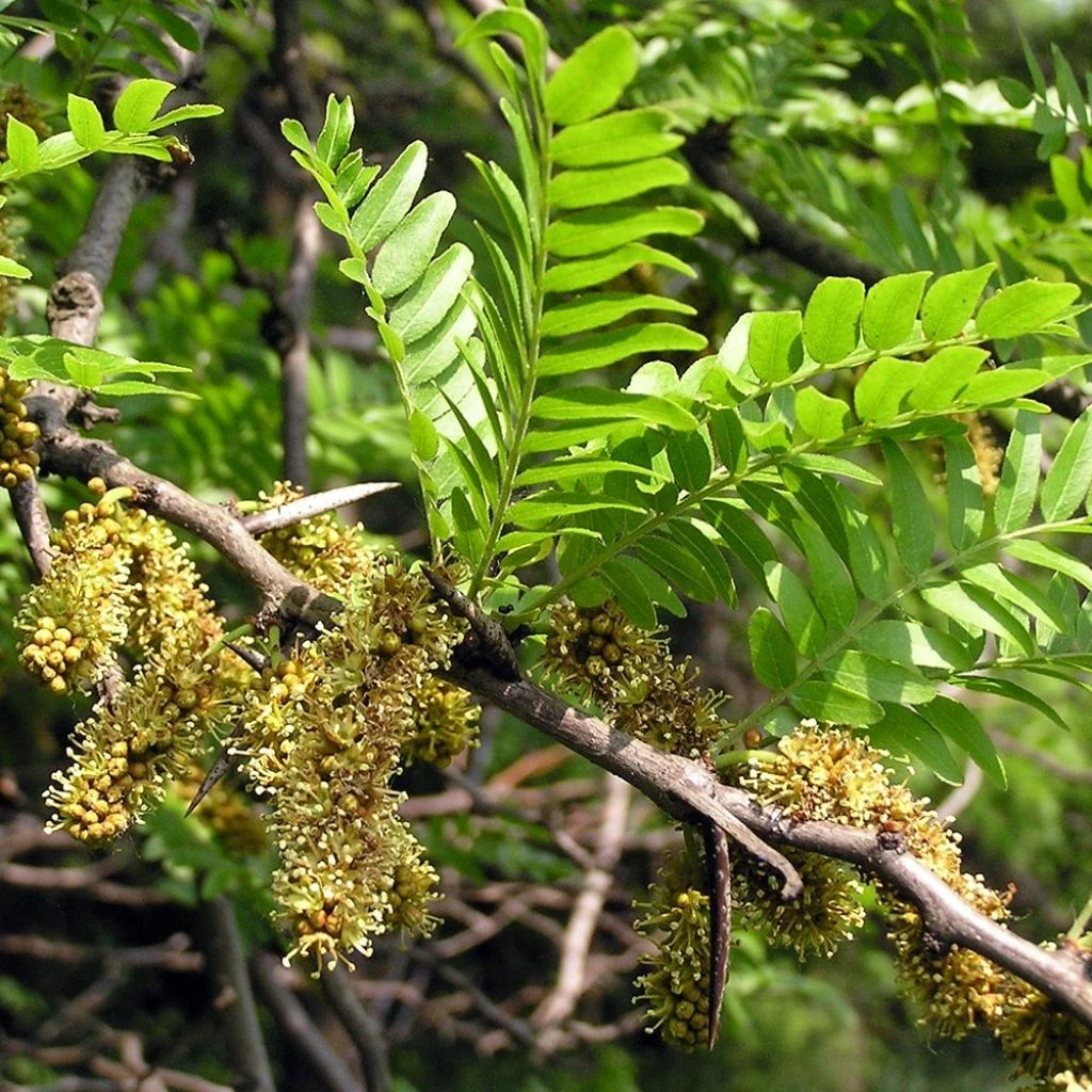 Gleditsia Triacanthos - Févier D'Amérique