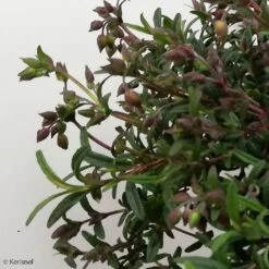 Halimiocistus Sahucii - Halimiociste De Sahuc