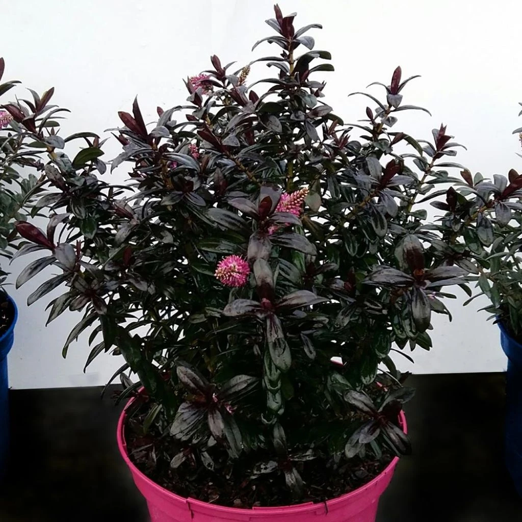 Hebe Joan Mac - Véronique Arbustive