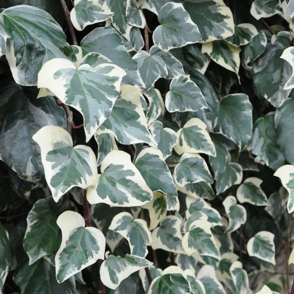 Lierre Des Canaries - Hedera Algeriensis Gloire De Marengo