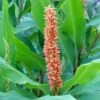 Hedychium Densiflorum Assam Orange - Gingembre D'ornement
