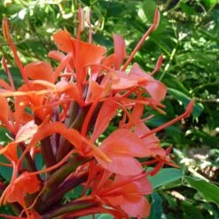 Hedychium Rubrum (deceptum) - Gingembre D'ornement