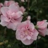 Hibiscus Syriacus Pink Chiffon - Althéa Semi-double Rose Pâle