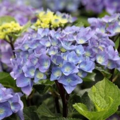 Hortensia - Hydrangea Macrophylla Black Steel Purple
