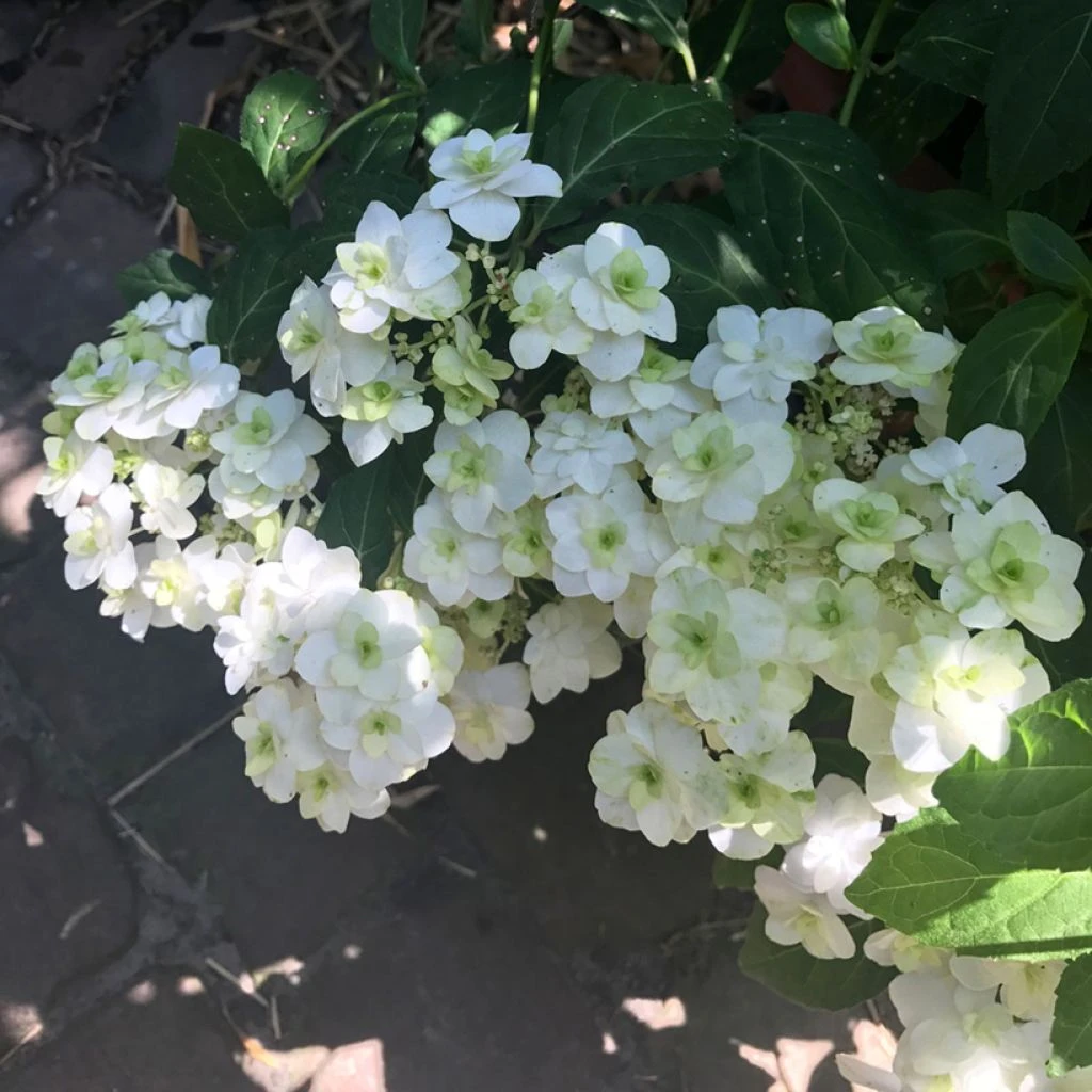 Hortensia - Hydrangea Serrata White On White