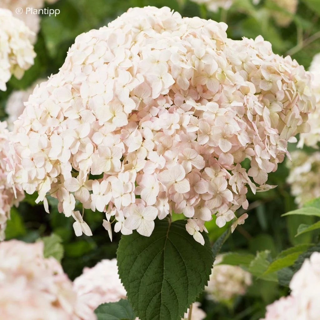 Hortensia Arborescens Candybelle Marshmallow