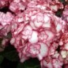 Hortensia - Hydrangea Macrophylla Miss Saori