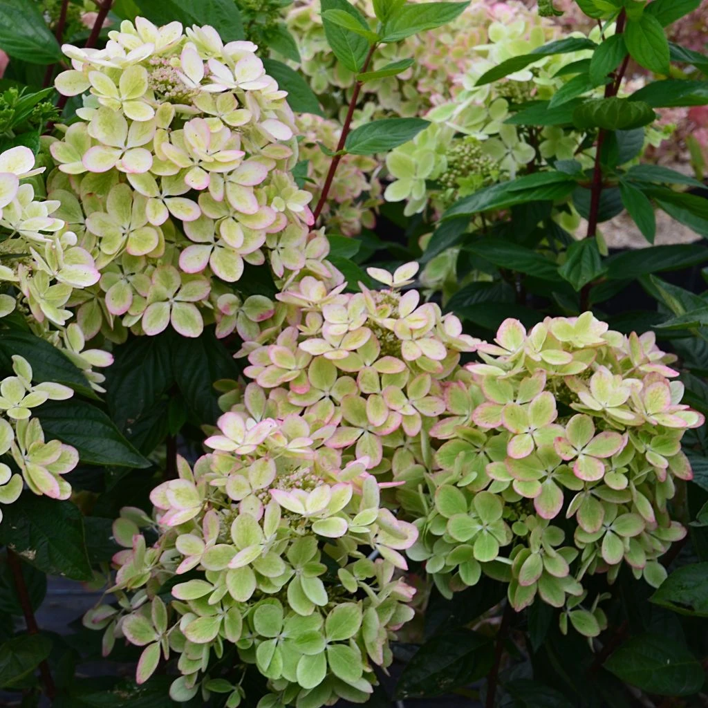 Hydrangea Paniculata Pastelgreen - Hortensia Paniculé