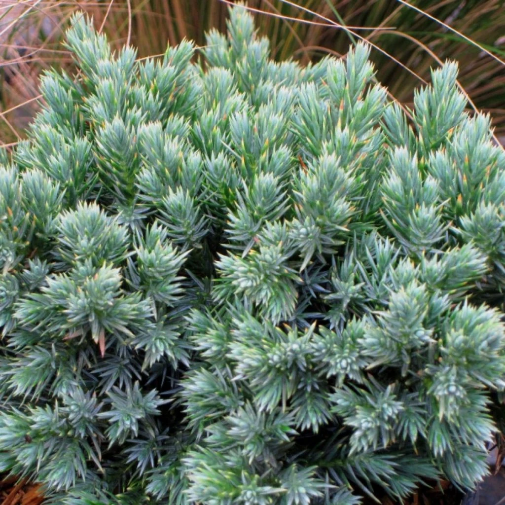 Juniperus Squamata Blue Star - Genévrier écailleux