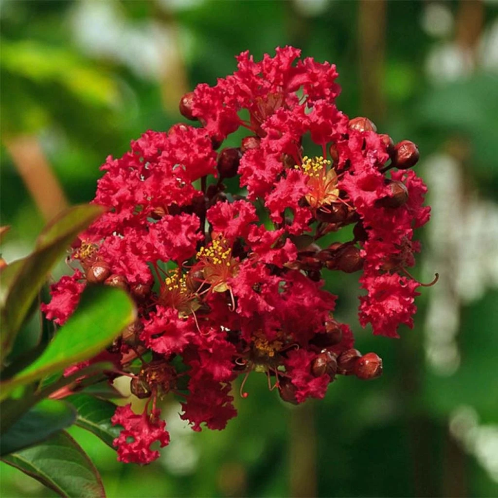 Lagerstroemia Indica Rouge Nain - Lilas Des Indes