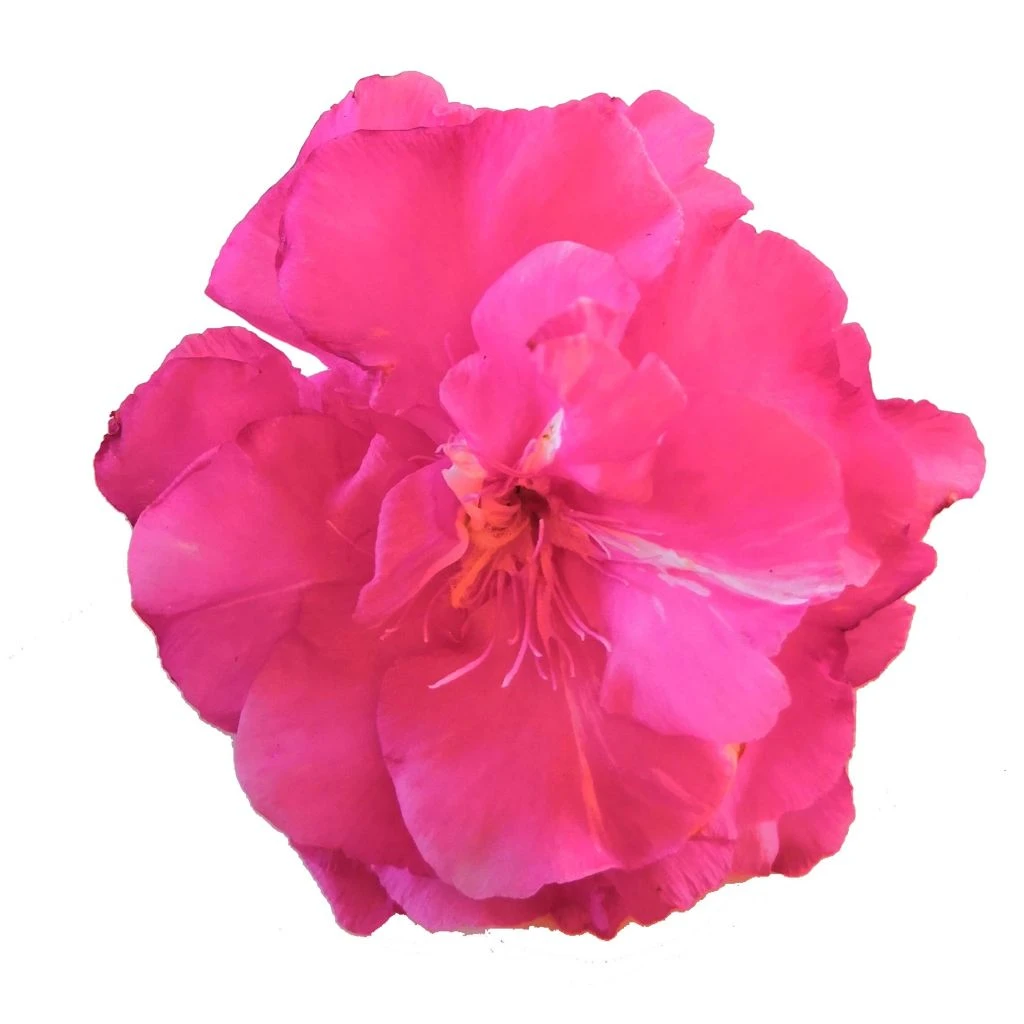 Laurier Rose Double Roseum Plenum - Nerium Oleander