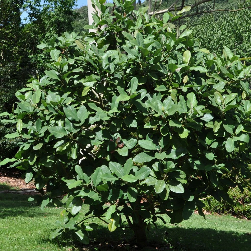 Magnolia Delavayi - Magnolia De Chine