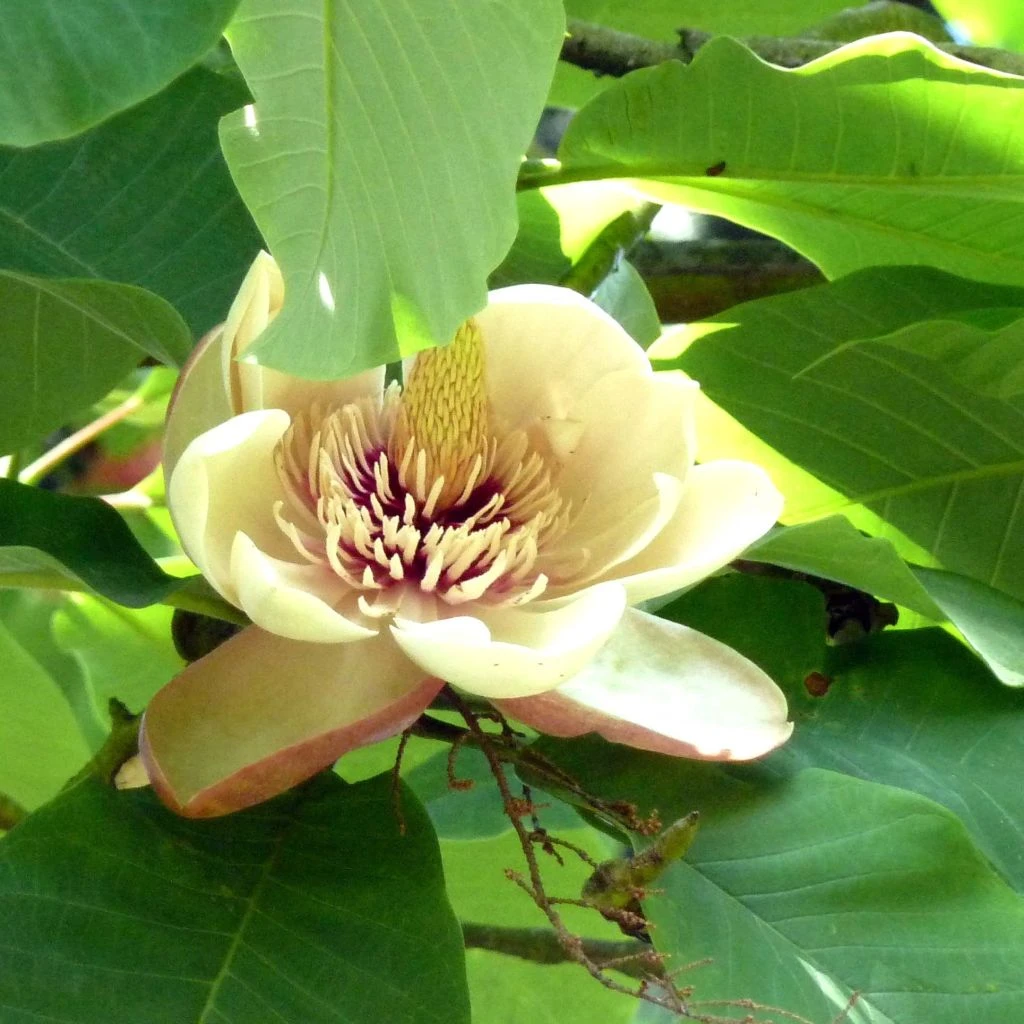 Magnolia Hypoleuca (obovata) - Magnolia à Grandes Feuilles