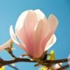 Magnolia Sprengeri Pink Beauty