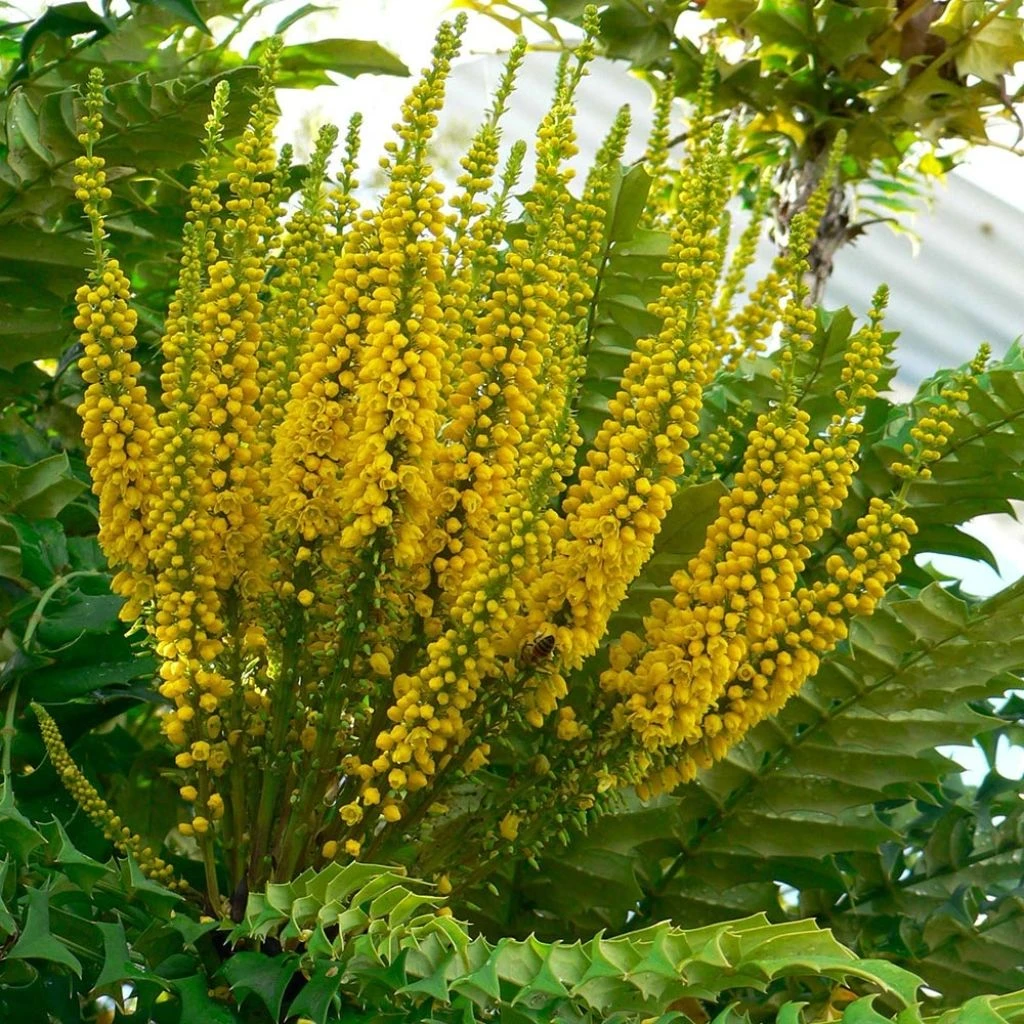 Mahonia Bealei
