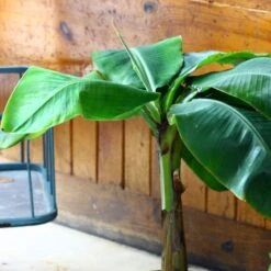 Musa Basjoo Tchetchenia - Bananier Du Japon