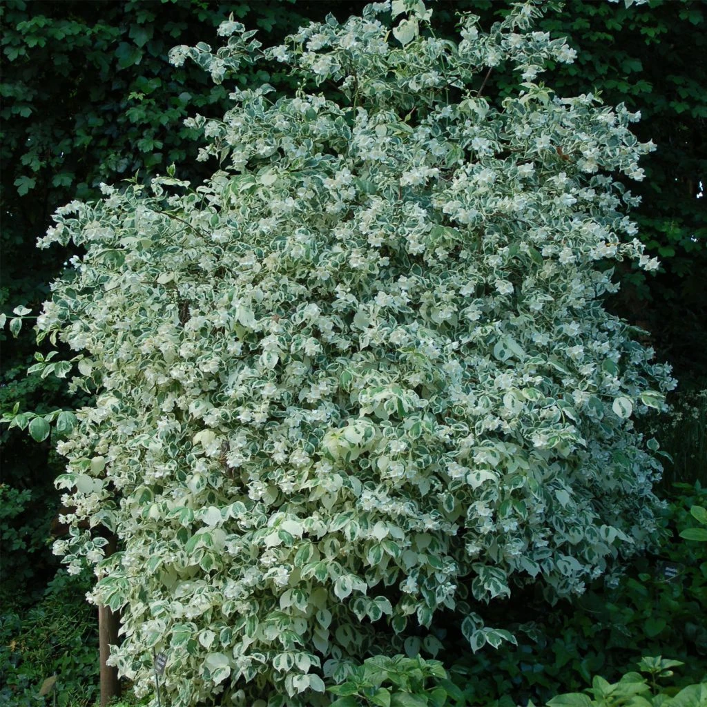 Seringat Des Jardins - Philadelphus Coronarius Variegatus