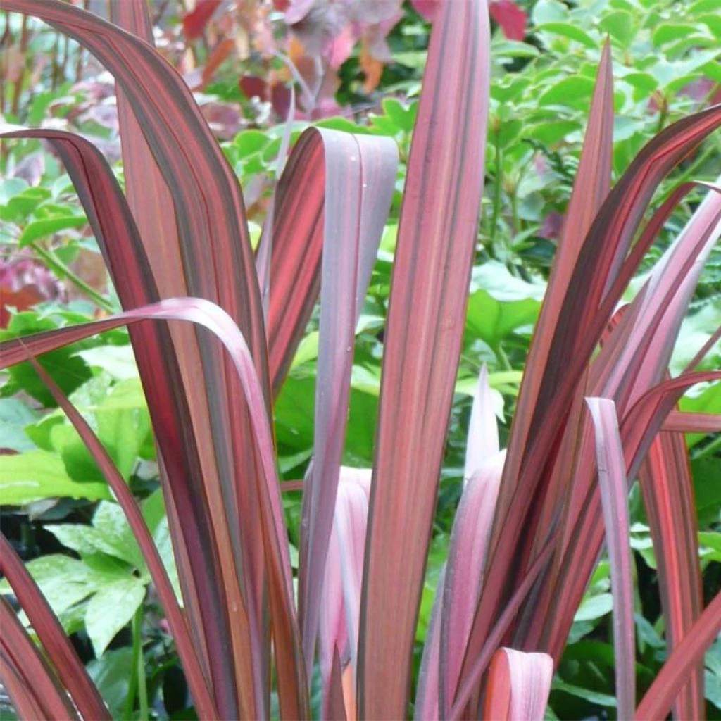 Phormium Tenax Evening Glow - Lin De Nouvelle-Zélande