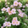 Potentille Arbustive - Potentilla Fruticosa Pink Beauty