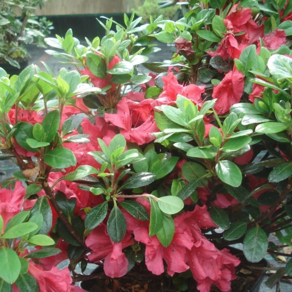 Azalée Du Japon Johanna - Rhododendron Hybride