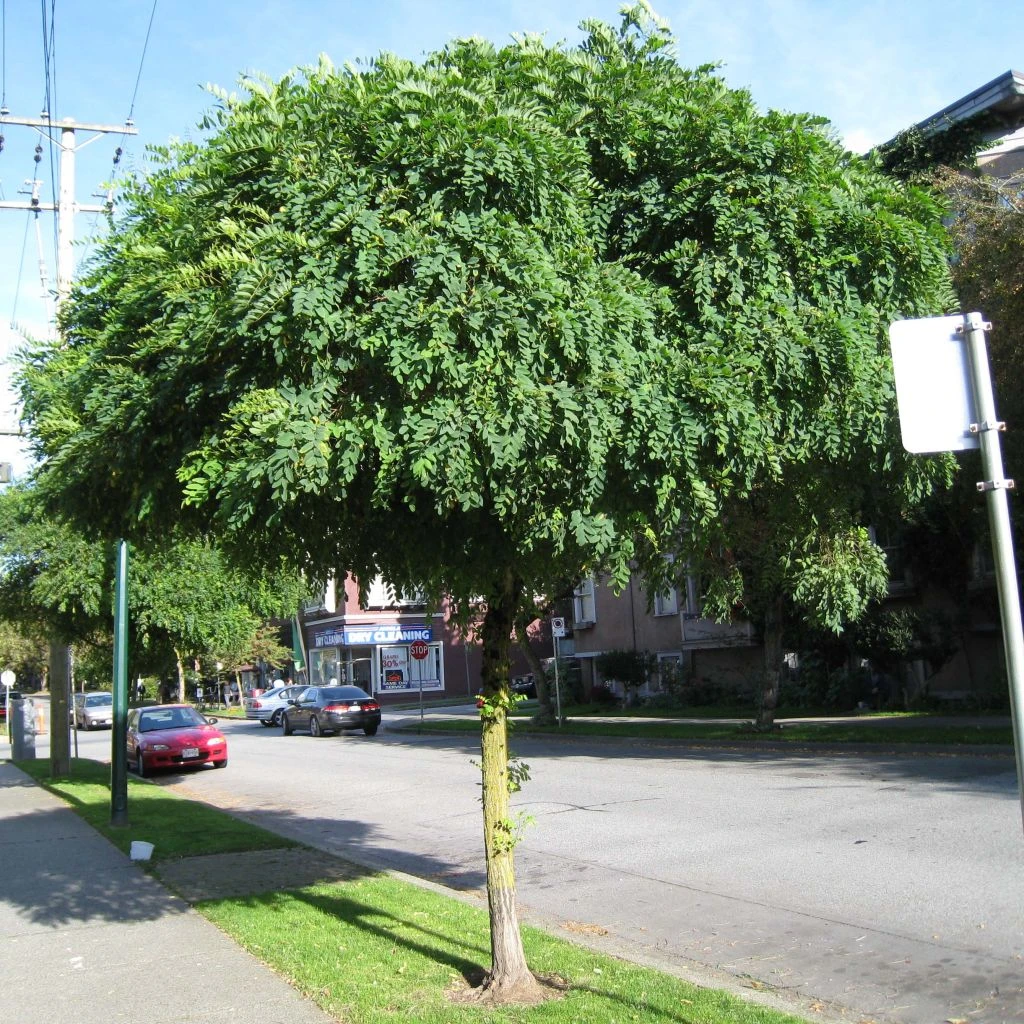 Robinia Pseudoacacia Umbraculifera - Acacia Boule.