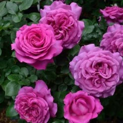 Rosier à Grandes Fleurs Chartreuse De Parme