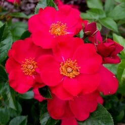 Rosier Couvre-sol Pink Flash